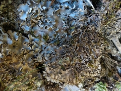 Peltigera monticola