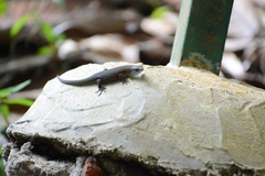 Eutropis rugifera