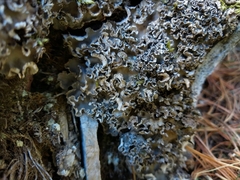 Peltigera monticola