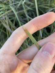 Lomandra hastilis