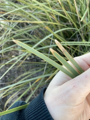 Lomandra hastilis