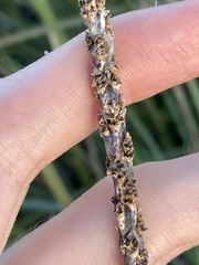 Lomandra hastilis