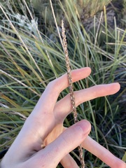 Lomandra hastilis