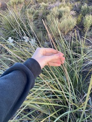 Lomandra hastilis