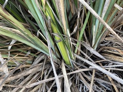 Lomandra hastilis