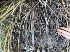 Lomandra hastilis