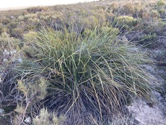 Lomandra hastilis