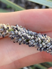 Lomandra hastilis