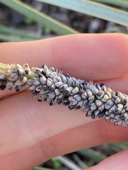 Lomandra hastilis