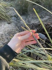Lomandra hastilis