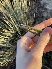 Lomandra hastilis