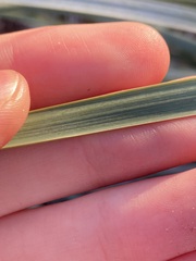 Lomandra hastilis