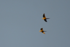 Orthopsittaca manilatus