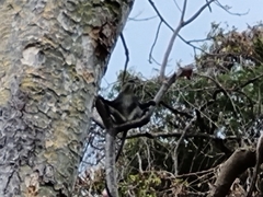 Cercopithecus mitis monoides