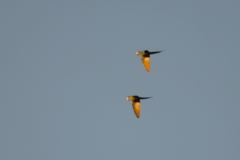 Orthopsittaca manilatus