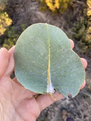 Eucalyptus macrocarpa