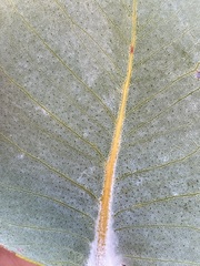 Eucalyptus macrocarpa