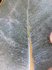 Eucalyptus macrocarpa