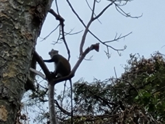 Cercopithecus mitis monoides