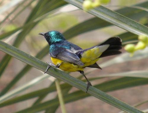 Nile Valley Sunbird