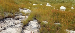 Poyntonia paludicola