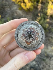 Eucalyptus macrocarpa