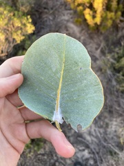 Eucalyptus macrocarpa