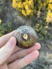 Eucalyptus macrocarpa