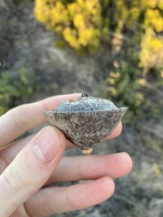 Eucalyptus macrocarpa