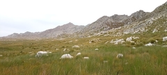 Poyntonia paludicola