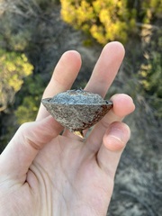 Eucalyptus macrocarpa