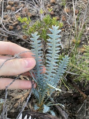 Banksia pteridifolia