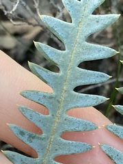 Banksia pteridifolia
