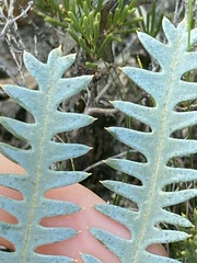 Banksia pteridifolia