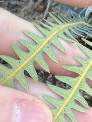 Banksia pteridifolia
