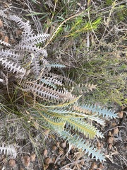 Banksia pteridifolia