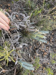 Banksia pteridifolia