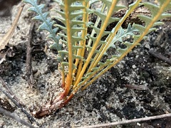 Banksia pteridifolia