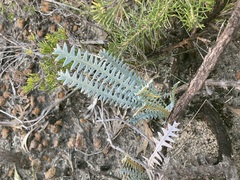 Banksia pteridifolia