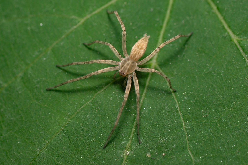 Anyphaena numida