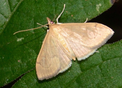 Anania mysippusalis