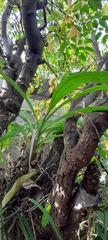 Catasetum viridiflavum