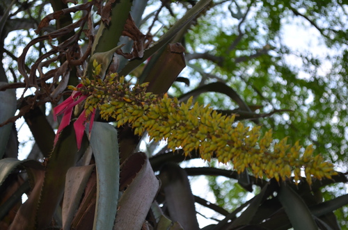Aechmea tocantina (Aechmea tocantina)