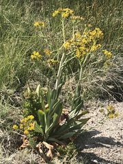 Senecio hydrophilus