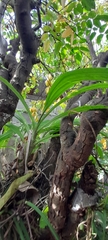 Catasetum viridiflavum