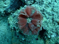 Hexabranchus sanguineus