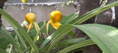 Catasetum viridiflavum