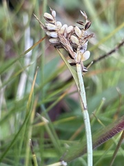 Carex bicolor