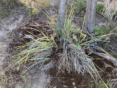 Lomandra hastilis