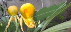 Catasetum viridiflavum